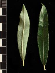 Salix viminalis. Pair of leaves showing lower (left) and upper surfaces.
 Image: D. Glenny © Landcare Research 2020 CC BY 4.0